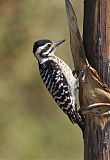 Ladder-backed Woodpecker